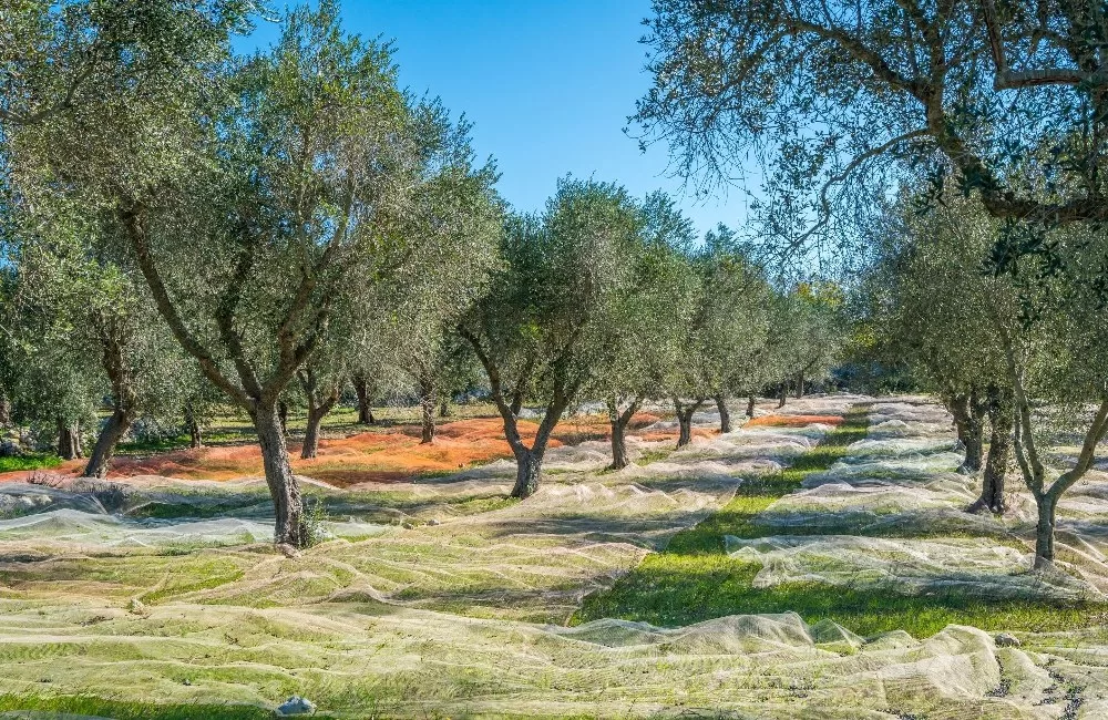 Νοέμβριος, ο μήνας για το «λιομάζωμα»